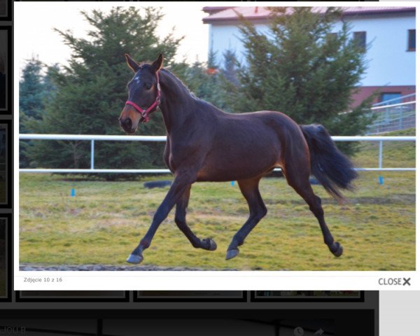 horse Carentina Bajou B (polish noble half-breed, 2014)