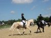 dressage horse Brantops Golden Eye (German Riding Pony, 2009, from Brantops Go for Gold)