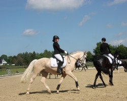 dressage horse Brantops Golden Eye (German Riding Pony, 2009, from Brantops Go for Gold)