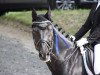 dressage horse Miraculix 12 (German Riding Pony, 1996, from Bünteeichen-Manolito)