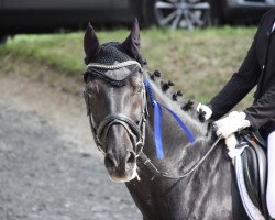 dressage horse Miraculix 12 (German Riding Pony, 1996, from Bünteeichen-Manolito)