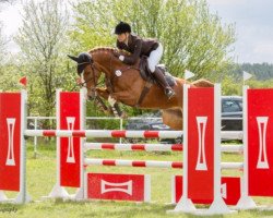 jumper Livingston (German Sport Horse, 2010, from Levistano)