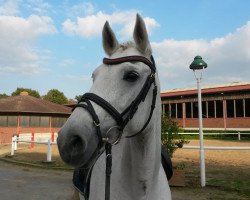 dressage horse Candela (Holsteiner, 1998, from Calido I)