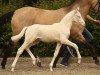 dressage horse Cool Boy 36 (German Riding Pony, 2016, from FS Champion de Luxe)