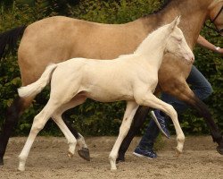 dressage horse Cool Boy 36 (German Riding Pony, 2016, from FS Champion de Luxe)