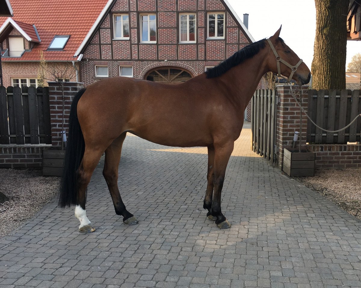 Zuchtstute Ziroccoletta Royal (KWPN (Niederländisches Warmblut), 2009, von Zirocco Blue)