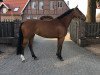 broodmare Ziroccoletta Royal (KWPN (Royal Dutch Sporthorse), 2009, from Zirocco Blue)