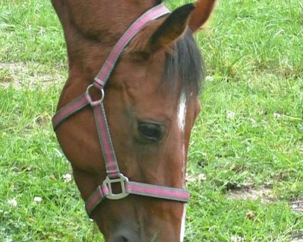 broodmare Daypris (Czech Warmblood, 2010, from Drosselklang II)