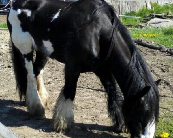 dressage horse Chinook (Tinker / Irish Cob / Gypsy Vanner, 2010, from Aspercial)