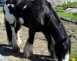 Dressurpferd Chinook (Tinker / Irish Cob / Gypsy Vanner, 2010, von Aspercial)