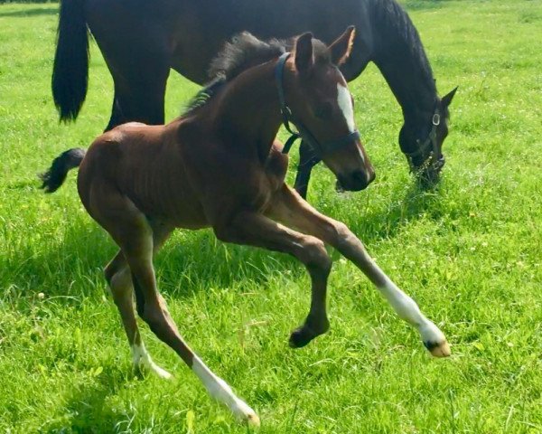 Deckhengst First step NG (Westfale, 2017, von Tannenhof's Fahrenheit)