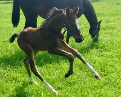 stallion First step NG (Westphalian, 2017, from Tannenhof's Fahrenheit)