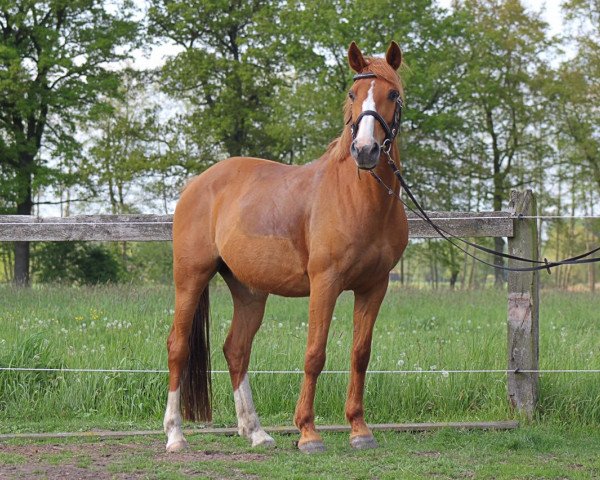 broodmare Mary Lou 243 (German Riding Pony, 2002, from Tequilla)