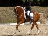 horse De Vito (German Riding Pony, 2004, from Donnerwetter)