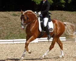 Pferd De Vito (Deutsches Reitpony, 2004, von Donnerwetter)