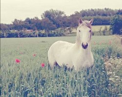 Springpferd Cornelie 2 (Holländisches Reitpony, 2011)