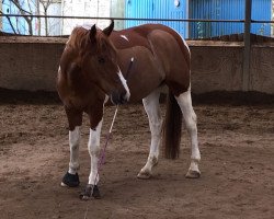 horse Legolas-Marley (German Warmblood, 2011, from Unbekannt)