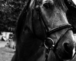 horse Hidalgo (Andalusier bzw/Pferde reiner spanischer Rasse, 2002)