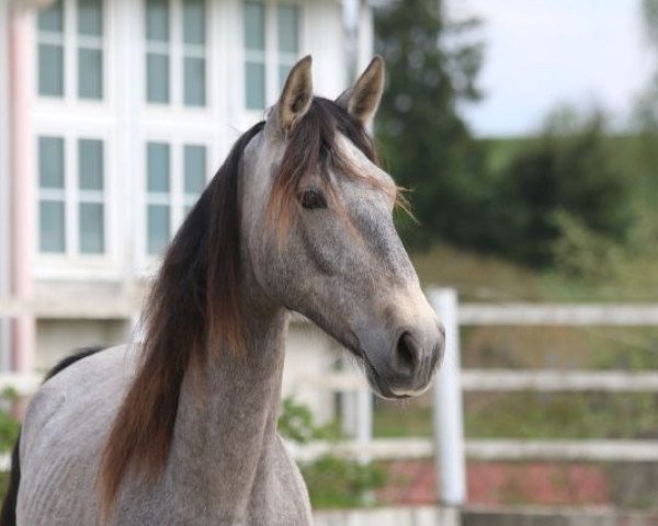 horse Armani (Pura Raza Espanola (PRE), 2015, from Peladilla IV)