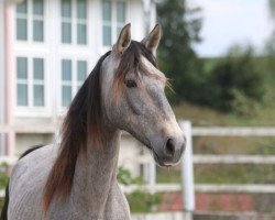 Pferd Armani (Pura Raza Espanola (PRE), 2015, von Peladilla IV)