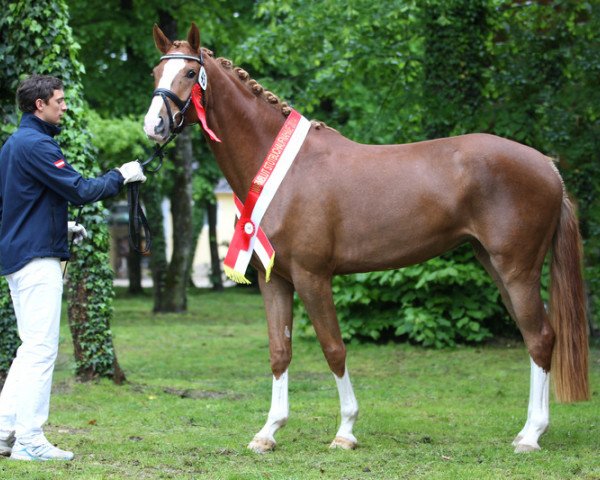broodmare Pearl (Austrian Warmblood, 2010, from Limoncello I)