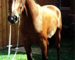 broodmare Grandice (Hessian Warmblood, 1992, from Grannus)