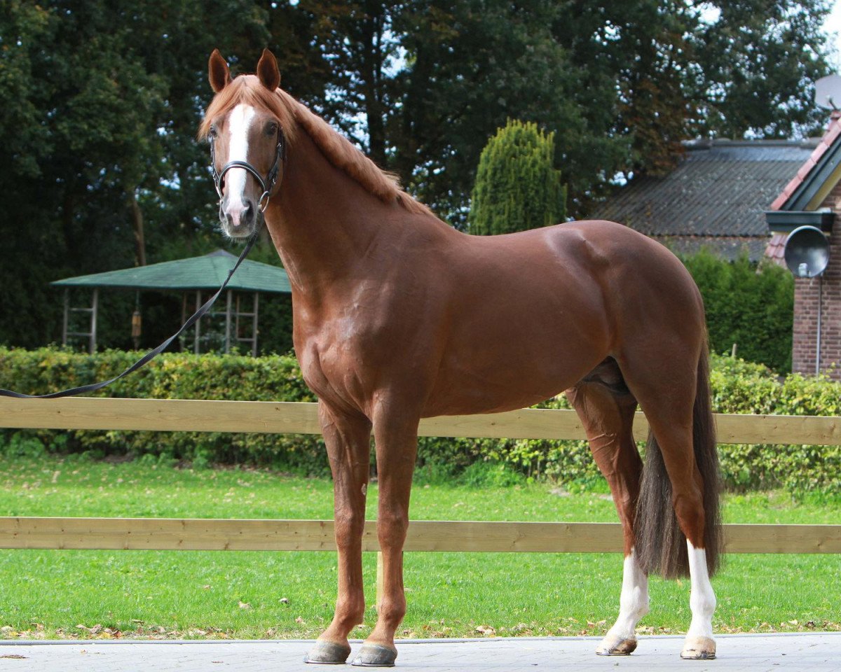 stallion Wilfred (KWPN (Royal Dutch Sporthorse), 2003, from Guidam)
