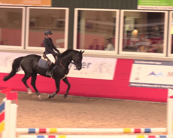 Salzkottener Pferdefestival 2018