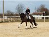 dressage horse Rookie 14 (Westphalian, 2006, from Riccio)