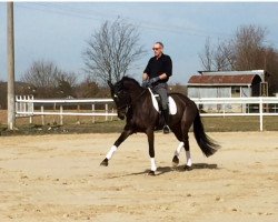 dressage horse Rookie 14 (Westphalian, 2006, from Riccio)