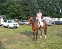 dressage horse Salazar 13 (Hanoverian, 2002, from Sao Paulo)