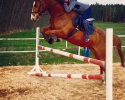 jumper Landvogt 25 (German Sport Horse, 2009, from L'Ami)