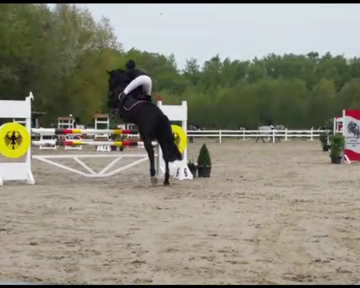 Springpferd C'est Boun Noir (Holsteiner, 2012, von Cormint)
