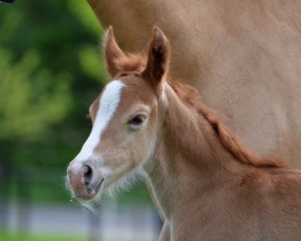 dressage horse Diamond Heart (German Riding Pony, 2017, from Diamond Touch NRW)