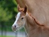 dressage horse Diamond Heart (German Riding Pony, 2017, from Diamond Touch NRW)