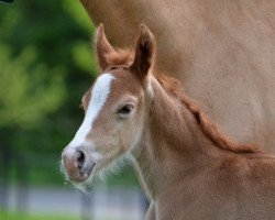 Dressurpferd Diamond Heart (Deutsches Reitpony, 2017, von Diamond Touch NRW)