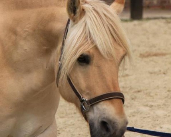 Pferd Alex (Fjordpferd, 1996, von Alf)