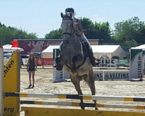 horse Negro Castello (Trakehner, 2012, from Cassone)