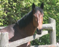 jumper Silly (Hanoverian, 2009, from Stenograph)