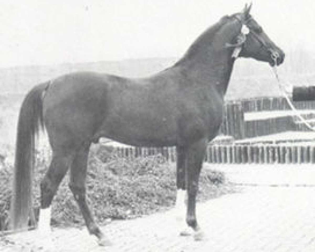 stallion Hoekhorst Shiraz (Arabian purebred, 1972, from Rissaz ox)