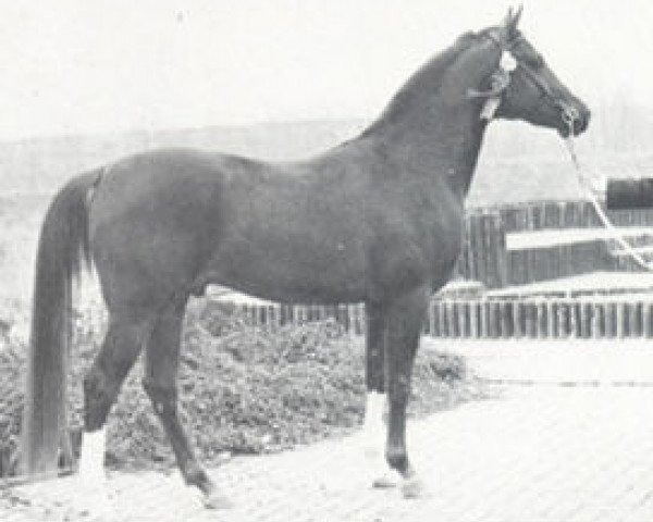 Deckhengst Hoekhorst Shiraz (Vollblutaraber, 1972, von Rissaz ox)