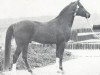 stallion Hoekhorst Shiraz (Arabian thoroughbred, 1972, from Rissaz ox)