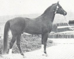 stallion Hoekhorst Shiraz (Arabian thoroughbred, 1972, from Rissaz ox)