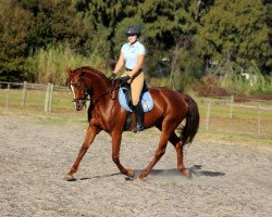 broodmare Neuland Moulin Rouge (South African Warmblood, 2010, from Rosario 37)