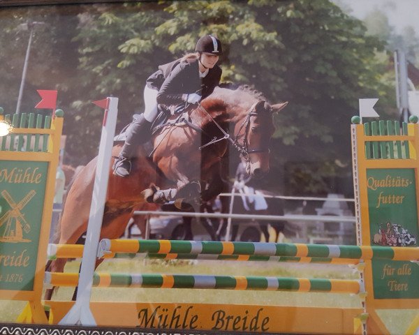 Springpferd Bartys (Welsh-Cob (Sek. D), 2005, von Babalou)