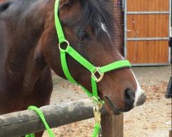 jumper Hilton Royal (German Riding Pony, 2004, from Crown Hartbreaker)