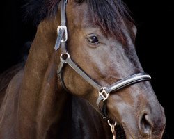 dressage horse Juni's Erste L (Zweibrücken, 2012, from Jazz Rubin)