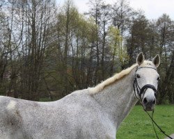 horse Sir Clooney (Hanoverian, 1997, from Capitol II)