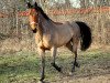 Pferd Lago 53 (Hessisches Warmblut, 2002, von Landgold)