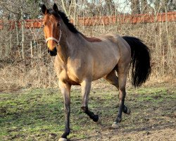 Pferd Lago 53 (Hessisches Warmblut, 2002, von Landgold)